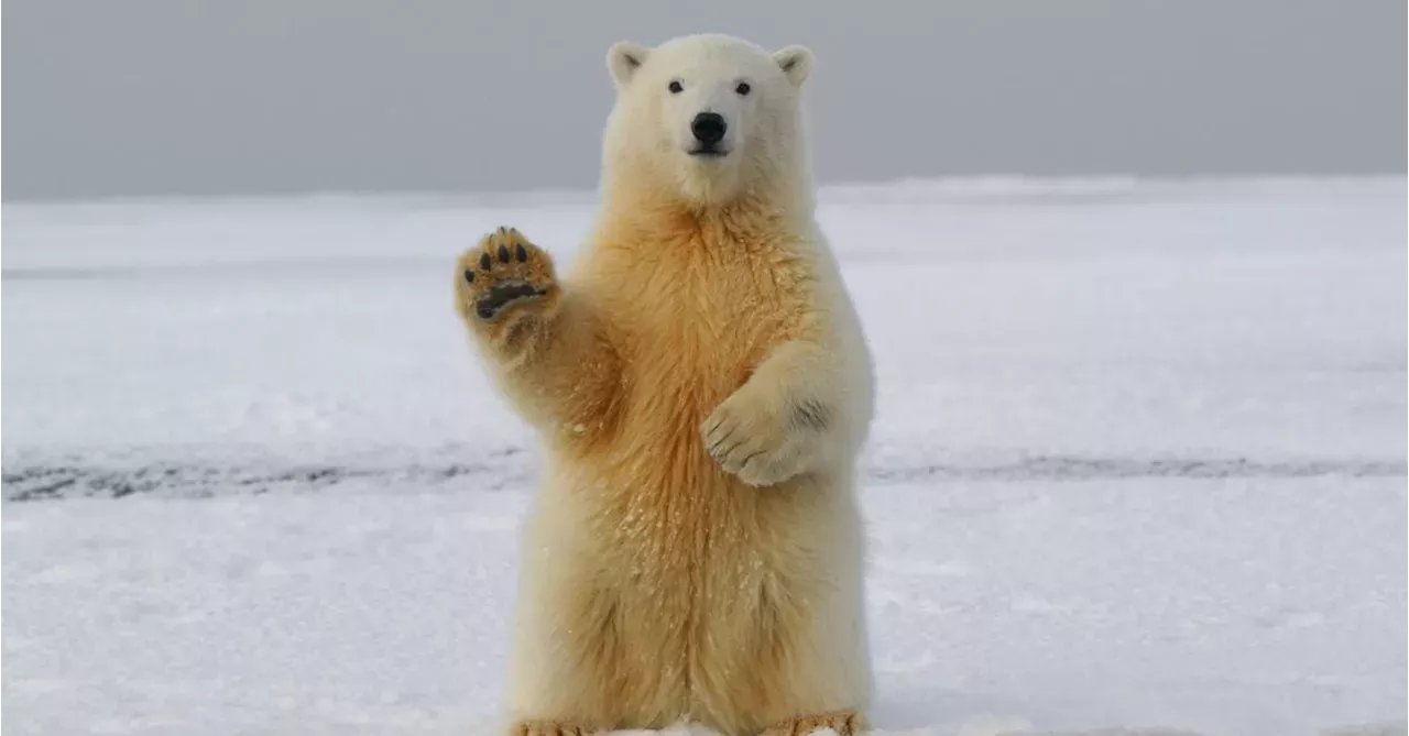 随着通胀和情绪转变，风险资产接近修正边缘