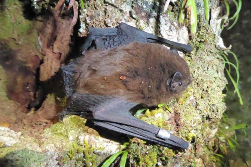 新西兰年度鸟类：打破界限的蝙蝠