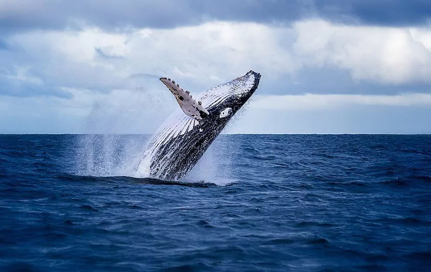 Crypto Whale은 1DOL 토큰 가치를 2,275달러에서 2,200만 달러로 226만 달러로 늘립니다.