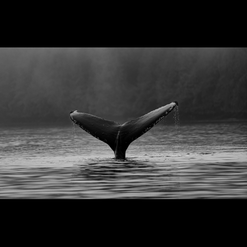 La folie des baleines pousse Dogwifhat (WIF) vers de nouveaux sommets, avec une nouvelle poussée attendue
