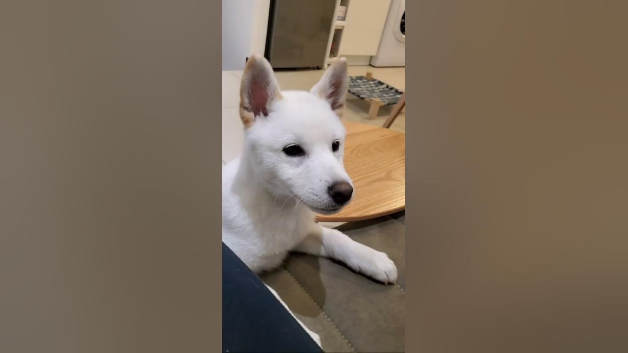 white Shiba inu puppy wants to get on the sofa to see what's on the table doggy cute moment幼犬白柴小时候可爱
