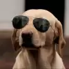 The Crypto Dog📈