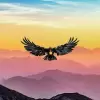 Crypto Raven
