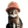 catwifhat $CWIF