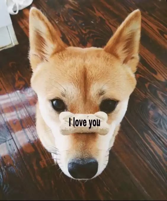 The Under Doge