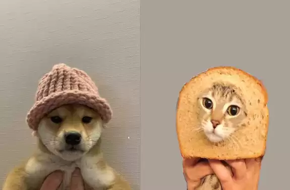 炒meme币养家