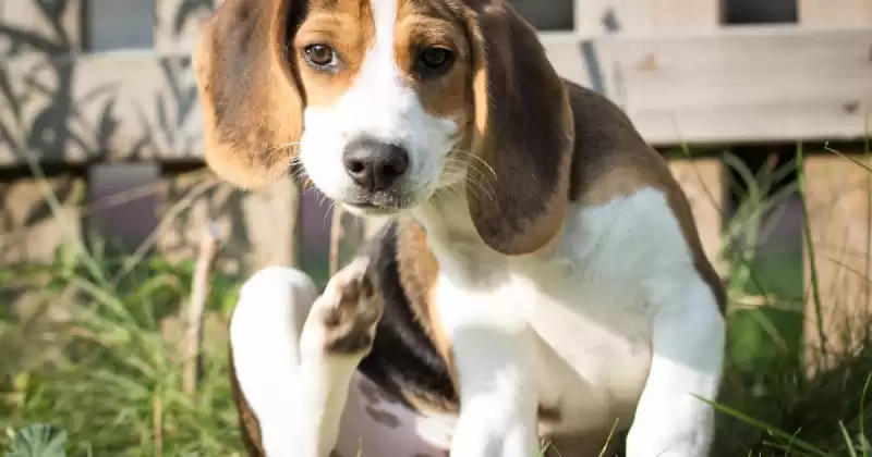 벼룩을 제거하기위한 궁극적 인 가이드