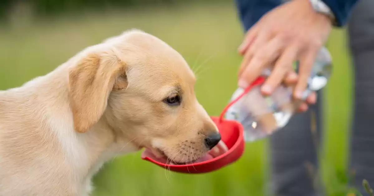 Vet has shared the exact amount of water your dog needs - and how to tell if they're not getting enough