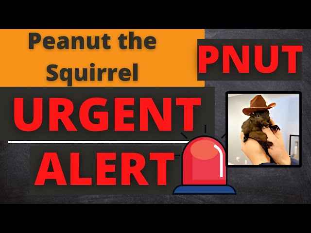PNUT Token Peanut the Squirrel Coin Price News Today - Price Prediction and Technical Analysis