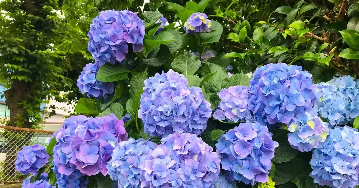 Une tâche d'hortensia donnera une «croissance rapide» si vous le faites maintenant - et ce n'est pas élaguer