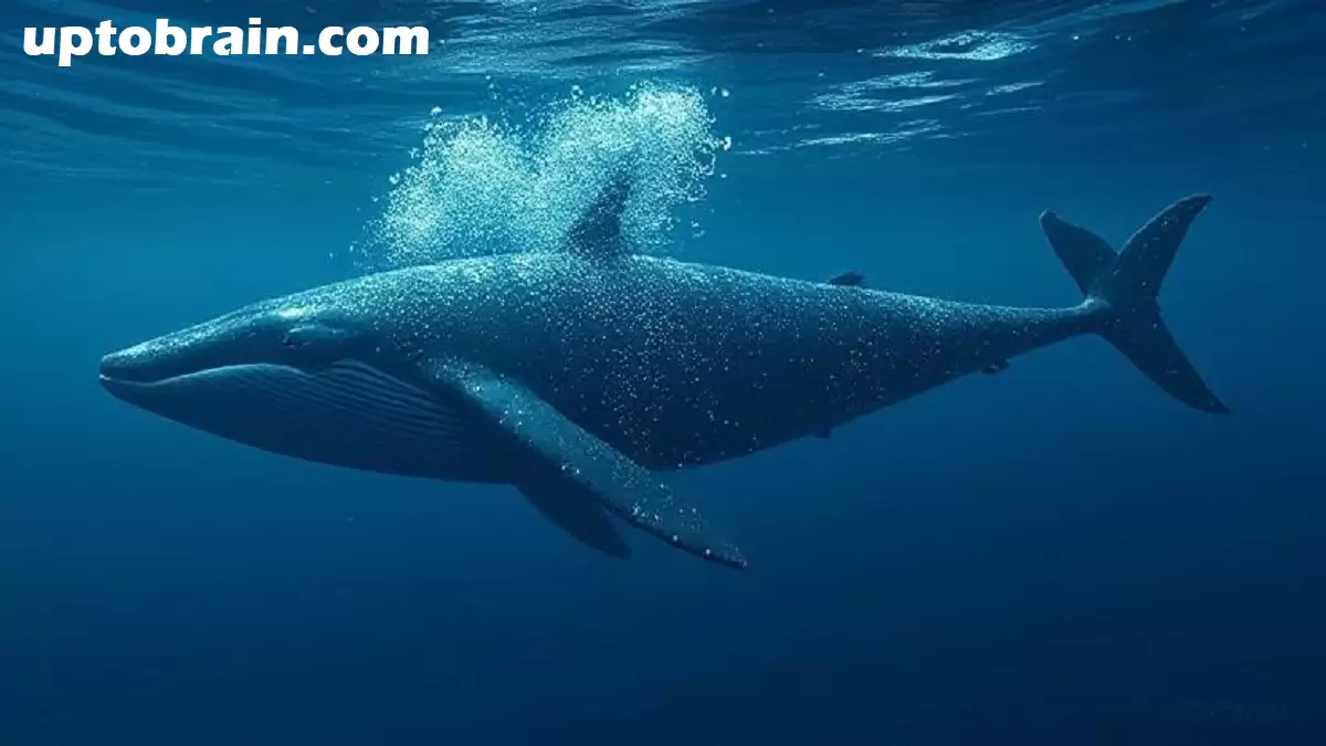 Malgré les achats de baleines, Cardano Price (ADA) n'a pas pu dépasser la résistance de 0,70 $