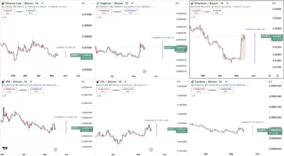 Bitbull