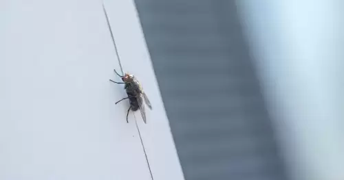 Banish vole avec un tour de pièces? Le buzz autour de ce hack bizarre