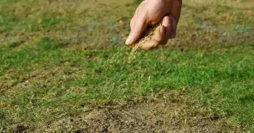 Niveler votre pelouse: graines de gazon, experts en jardin et le piratage de monnaie de 1 £!