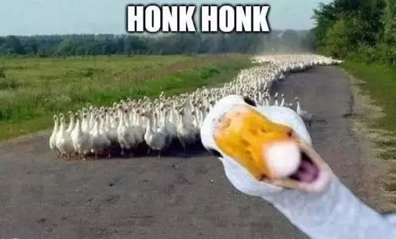 Honk🔪