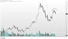Altcoin Sherpa