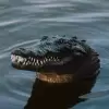 Croco