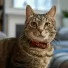 GregisKitty