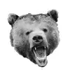THE SHORT BEAR