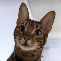 arthur.hl