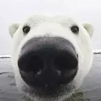 Polar