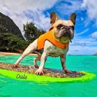 Dale | The Surfing Frenchie