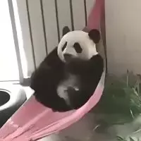 Boubou🐼