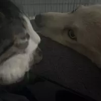 ۟