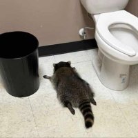 DRUNKCOON