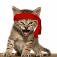 Yokai Capital (aka 'RKC Guy')🐱