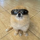 Kori The Pom