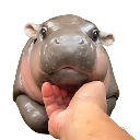 MOO DENG (moodengmoon) MOO DENG (moodengmoon)