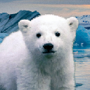 Knut From Zoo