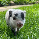 Petunia