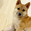 pochita